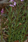 Racemed milkwort